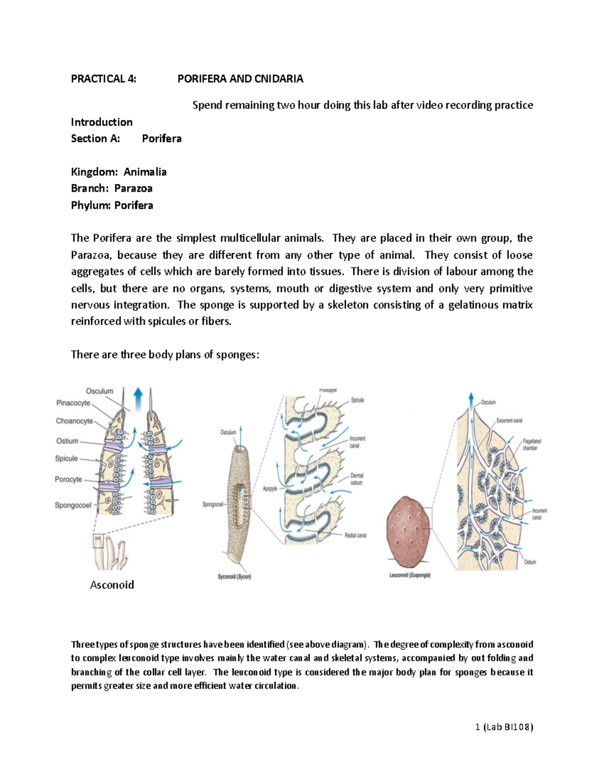 Practical 4: Understanding Porifera and Cnidaria (WK5) - Studocu