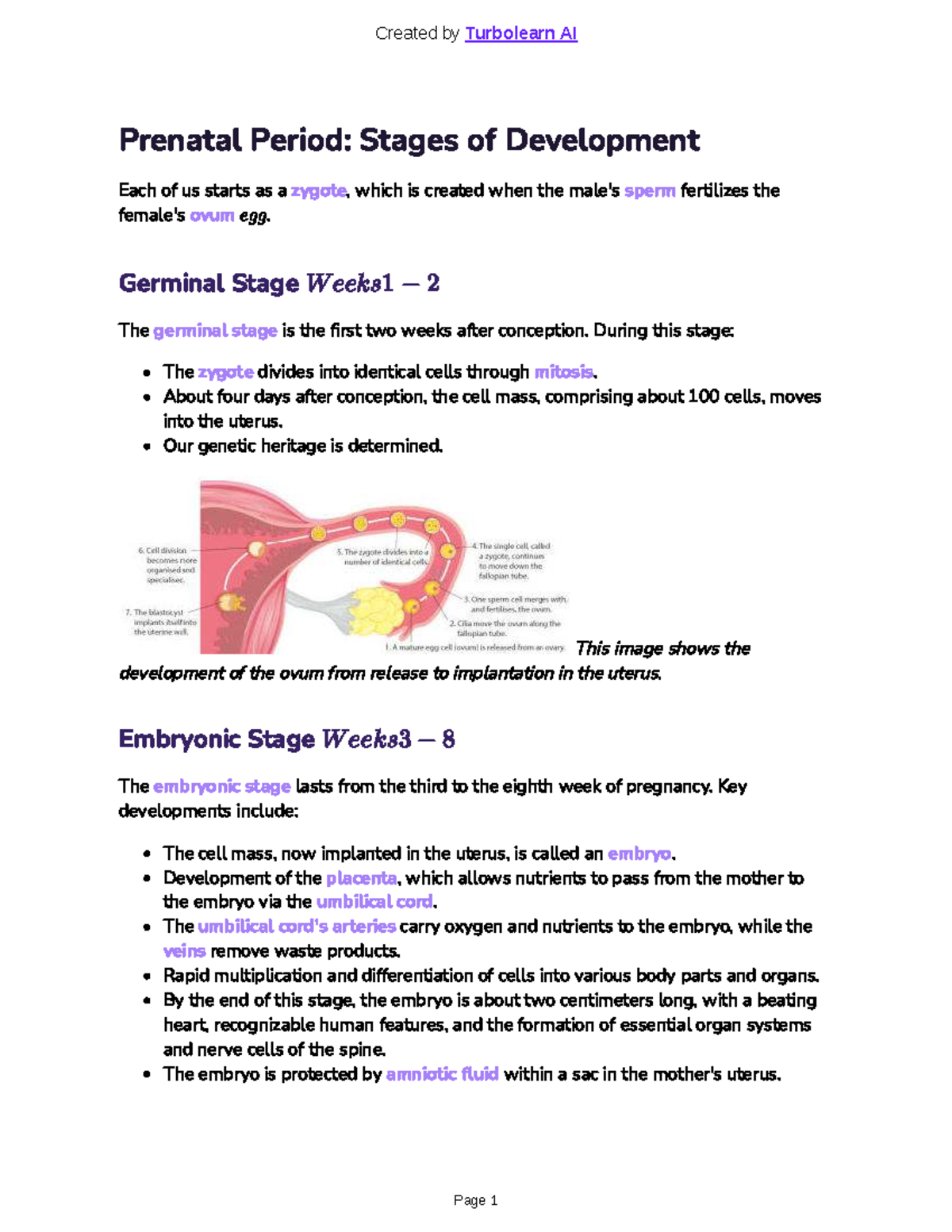 Development Part 1: Stages of Prenatal and Early Childhood Growth - Studocu