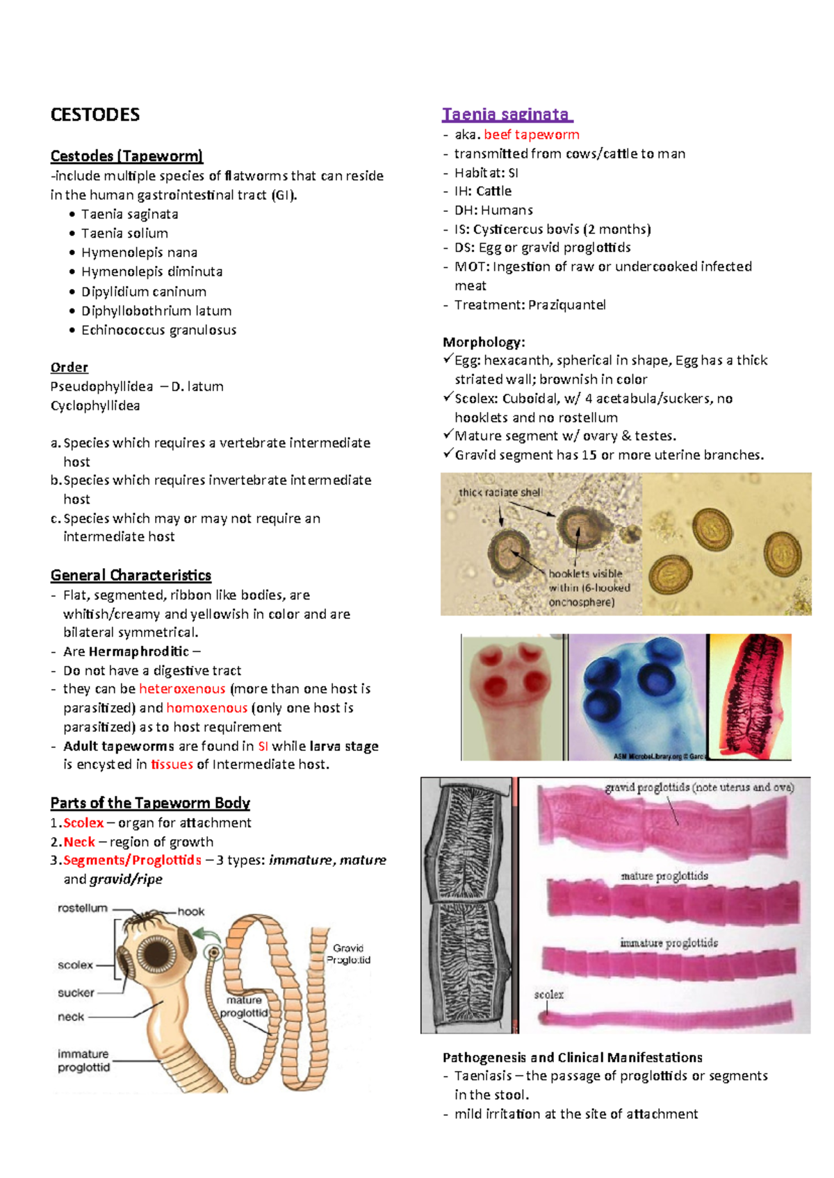 CESTODES: Comprehensive Overview of Tapeworm Species and Pathogenesis ...