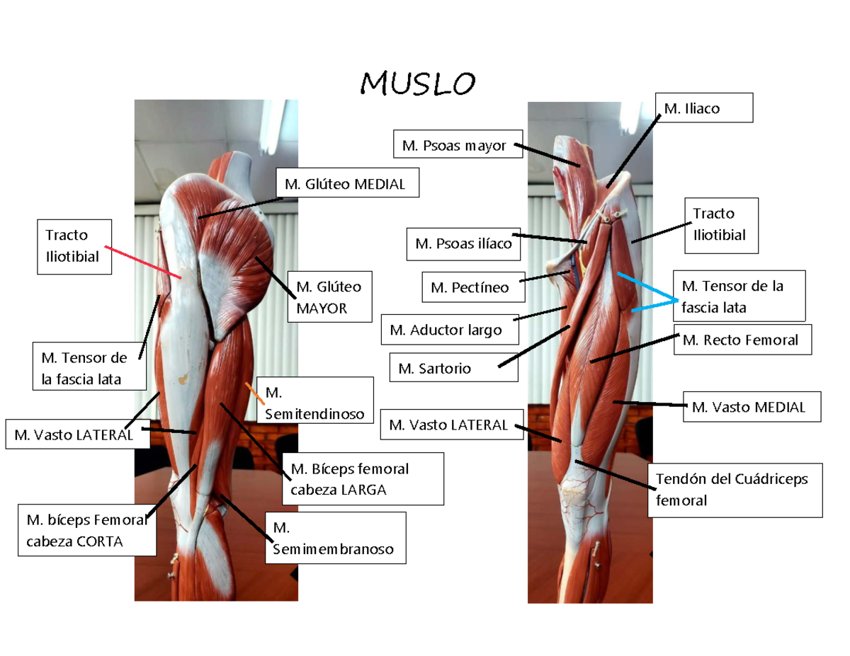MUSLO: Anatomía de los Músculos del Miembro Inferior - Studocu, image size:1200x927