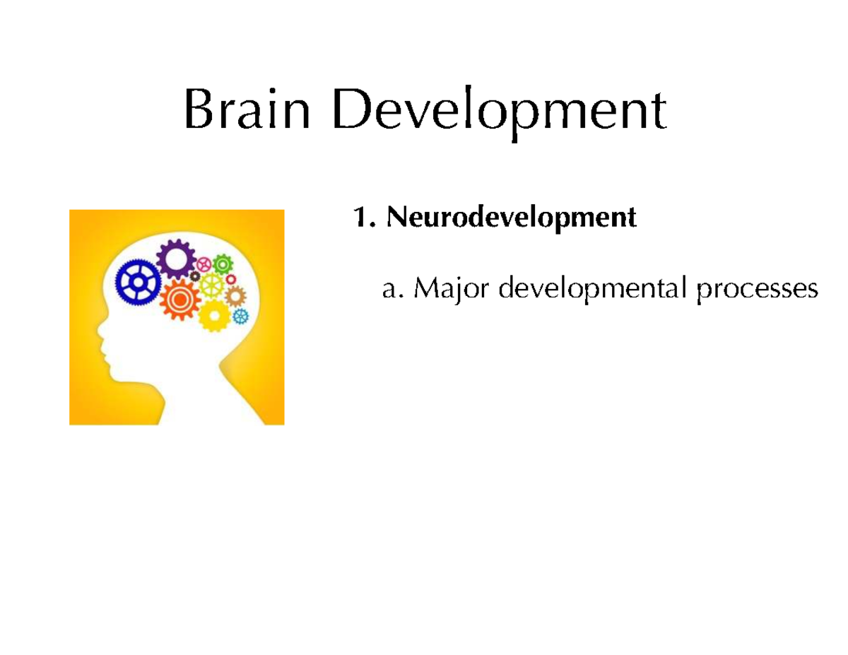 Neurodevelopment: Brain Development Overview - Studocu