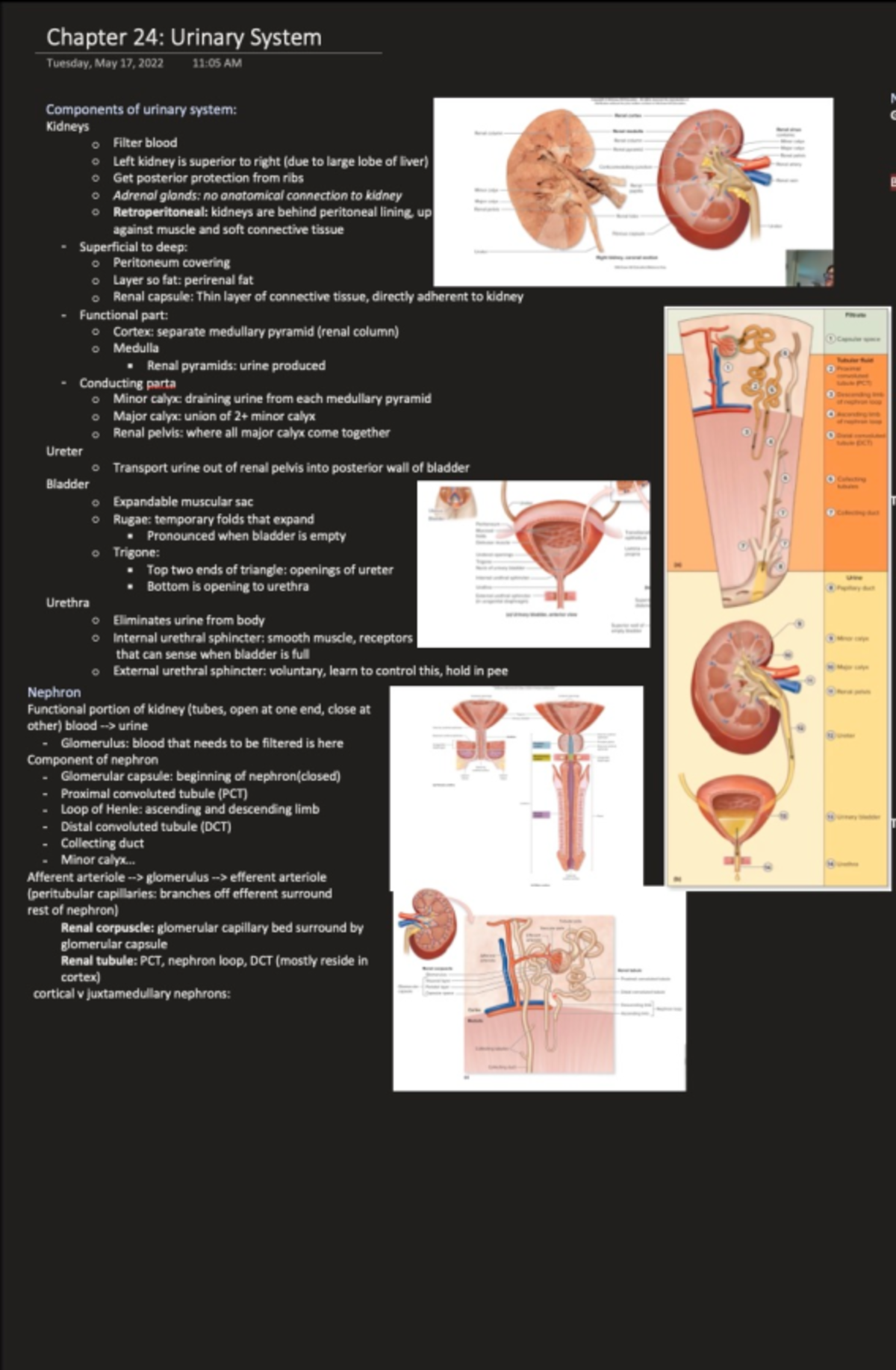 Chapter 24 - Mary Flynn - Chapter 24: Urinary System Tuesday, May 17 ...