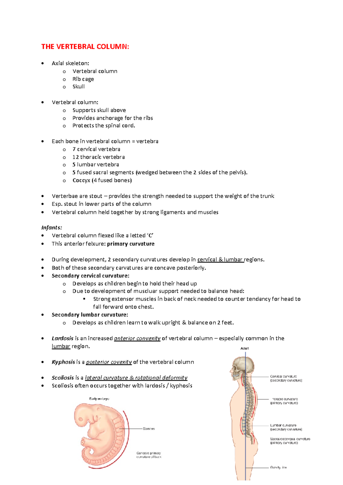 Vertebral Column Overview: Anatomy and Clinical Aspects (BIO 101 ...