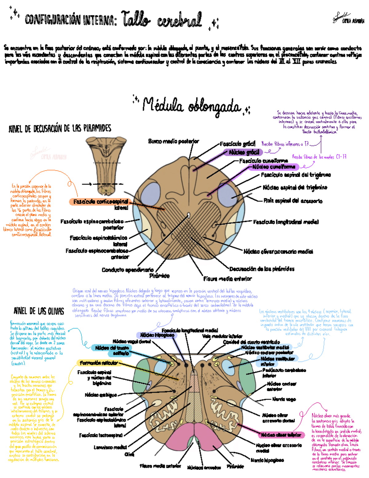 Configuración Interna del Tallo Cerebral: Anatomía y Funciones - Studocu