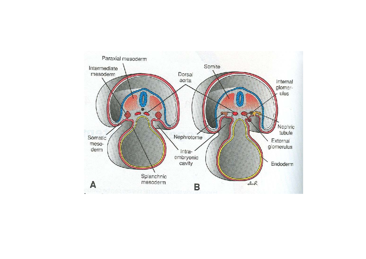 Development of urinary system - Embryology - Studocu