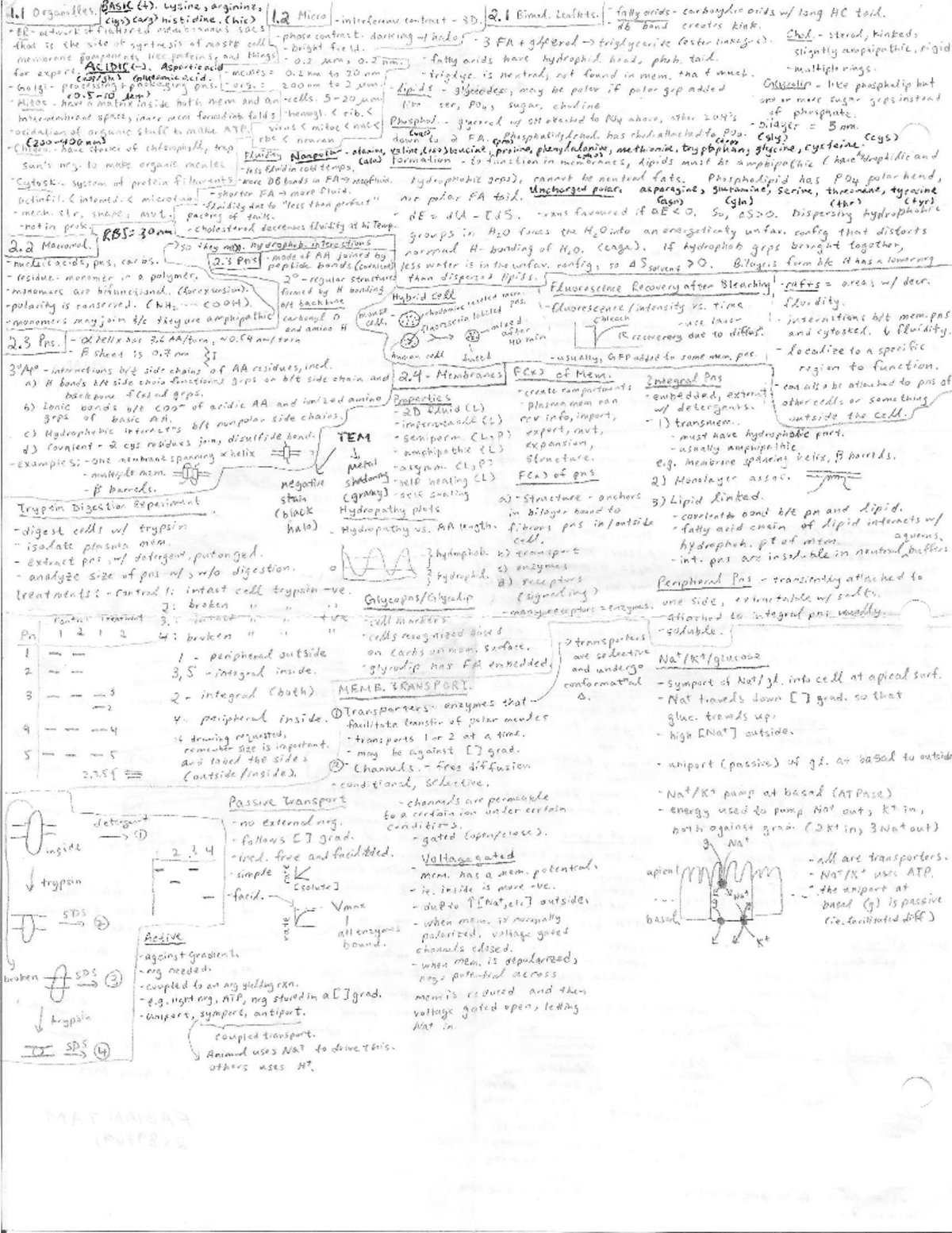 Biol 200 Midterm Study Guide: Organelles and Membrane Functions - Studocu