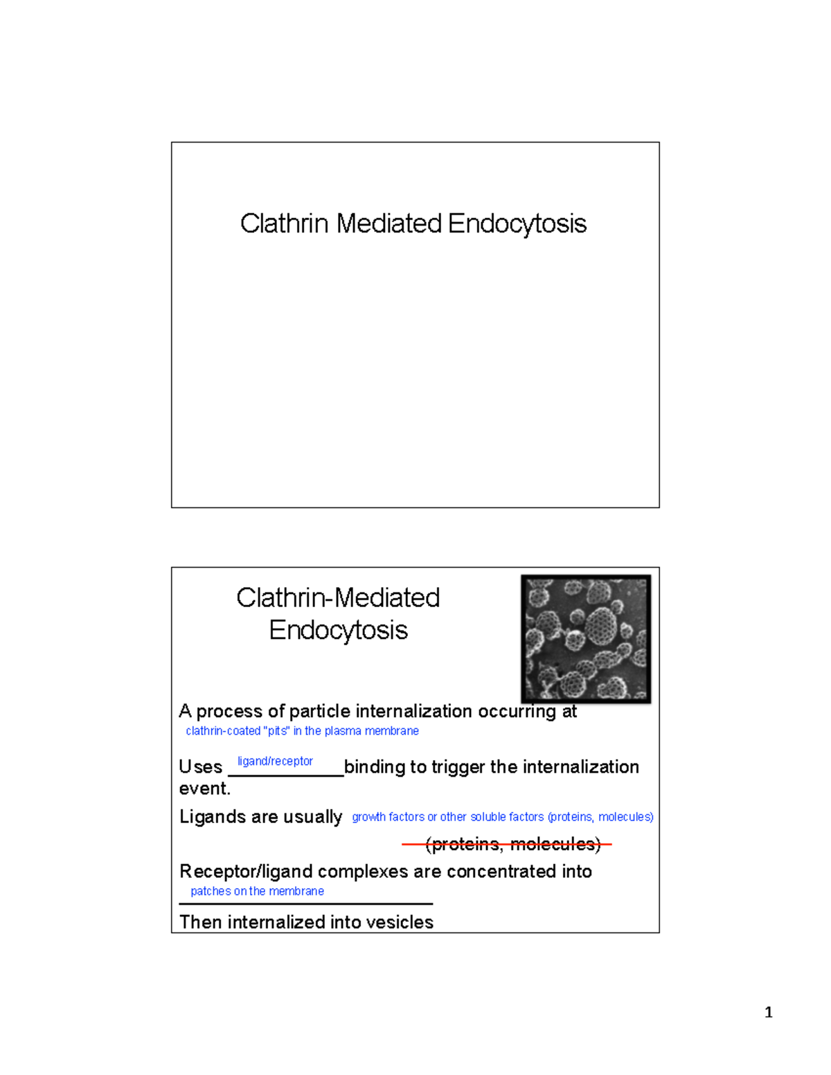Lecture 26 - NDA: Clathrin Mediated Endocytosis Explained - Studocu