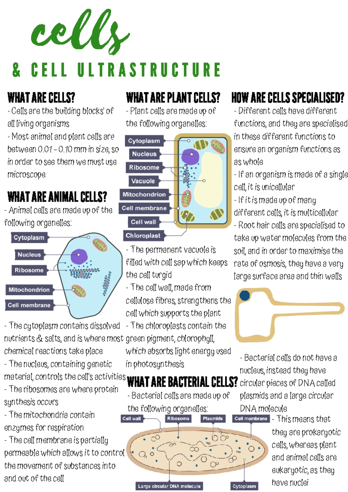 GCSE Biology AQA Cell Biology Complete Revision Notes Insights 