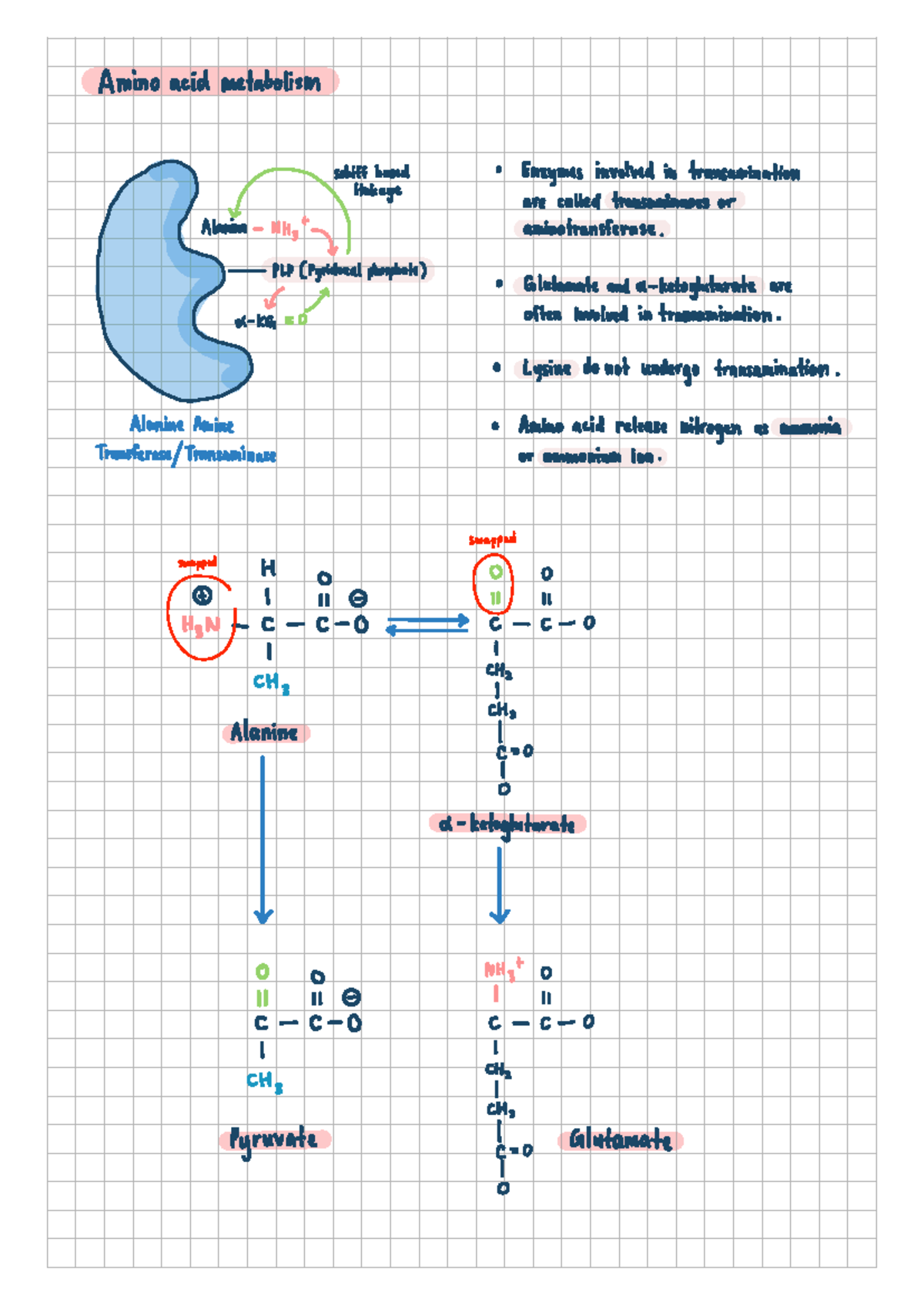 Amino Acid Metabolism: Transaminases & PLP Involvement Notes - Studocu