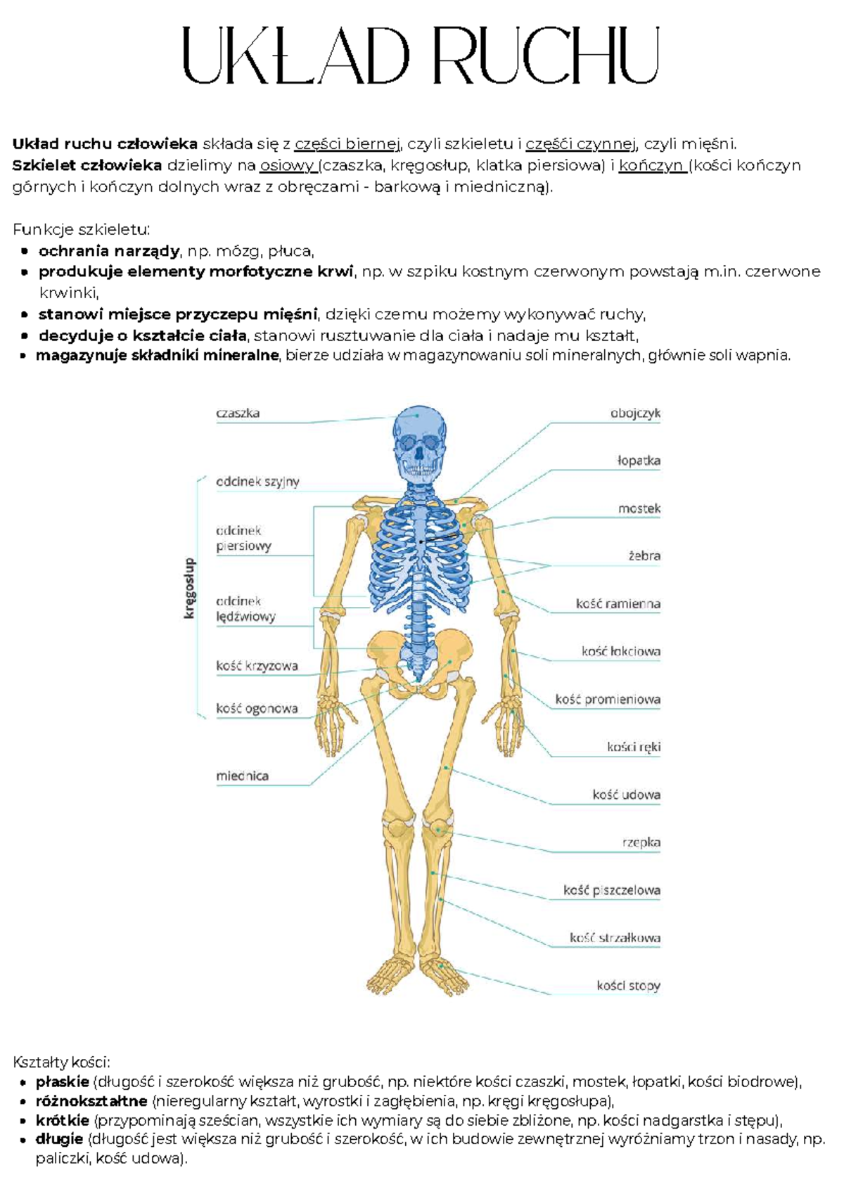 UKŁAD RUCHU: Anatomia i Funkcje Szkieletu Człowieka - Studocu