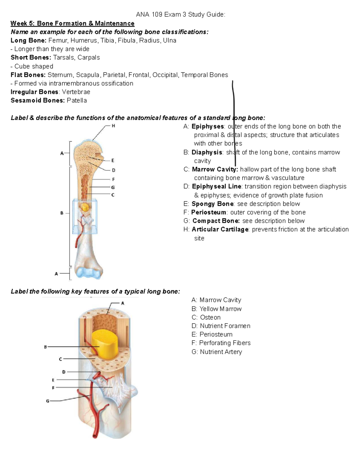 ANA 109 Exam 3 Study Guide: Bone Anatomy & Physiology Overview - Studocu