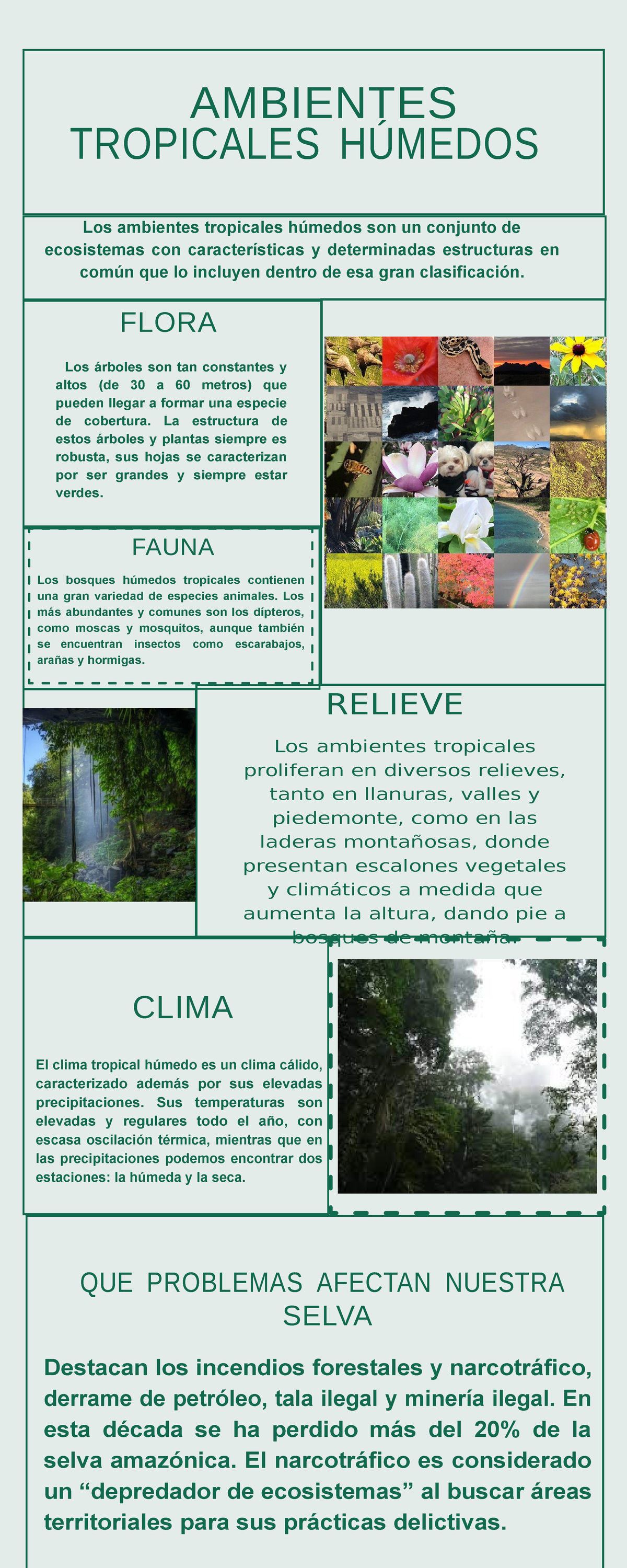 Los ambientes tropicales húmedos son un conjunto de ecosistemas con ...
