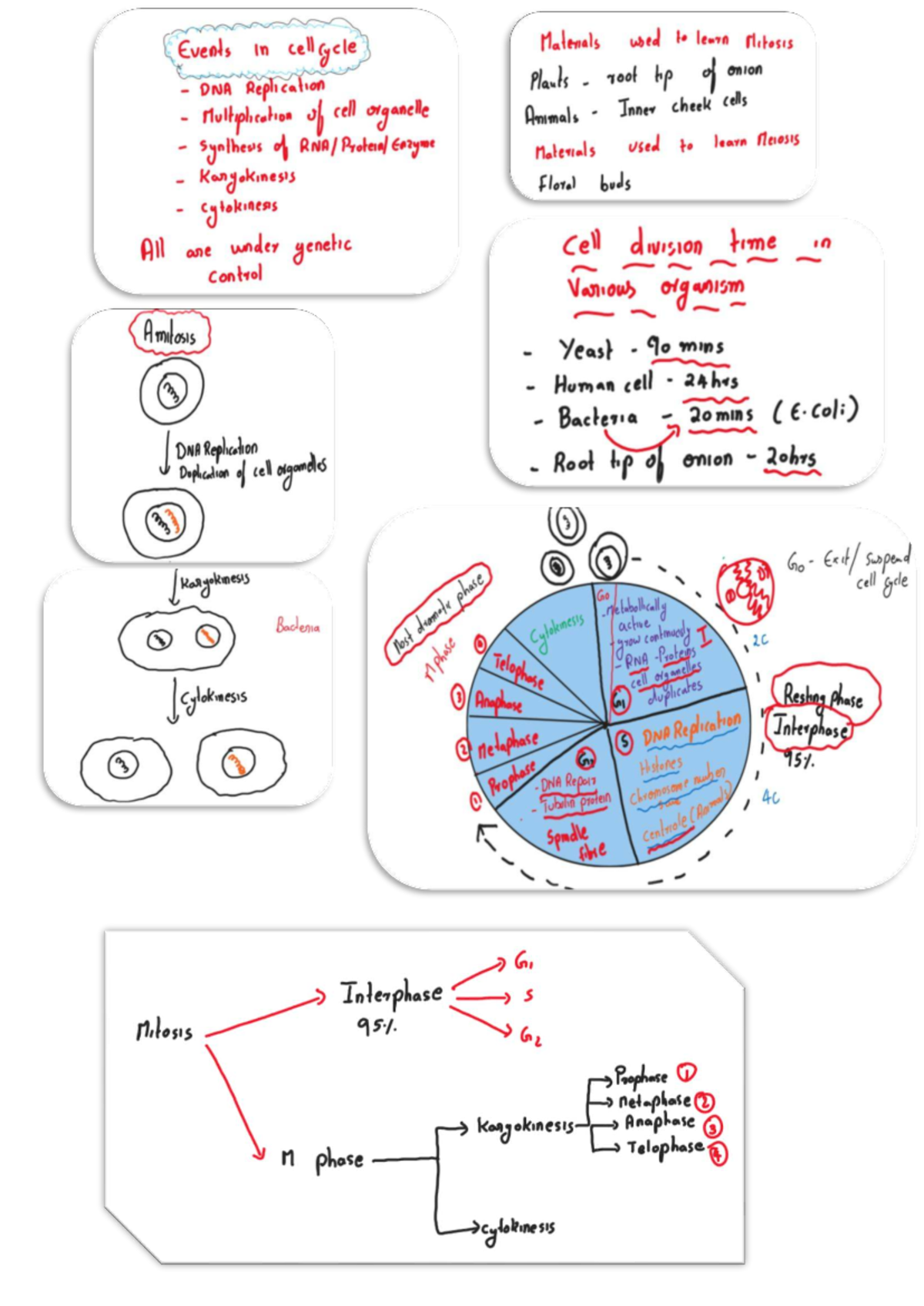 Cell Cycle Overview: Mitosis & Meiosis Insights (BIO101) - Studocu