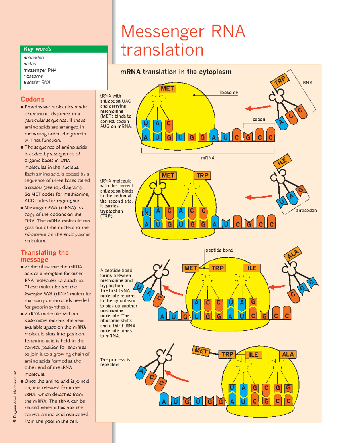 88994 - RNA - Messenger RNAtranslation © Diagram Visual Information Ltd ...