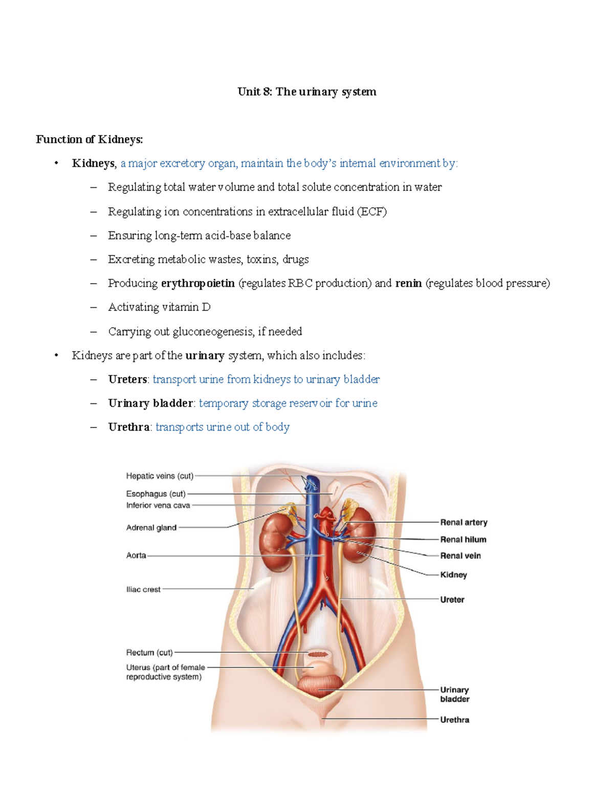 Unit 8: Overview of the Urinary System and Kidney Functions - Unit 8 ...