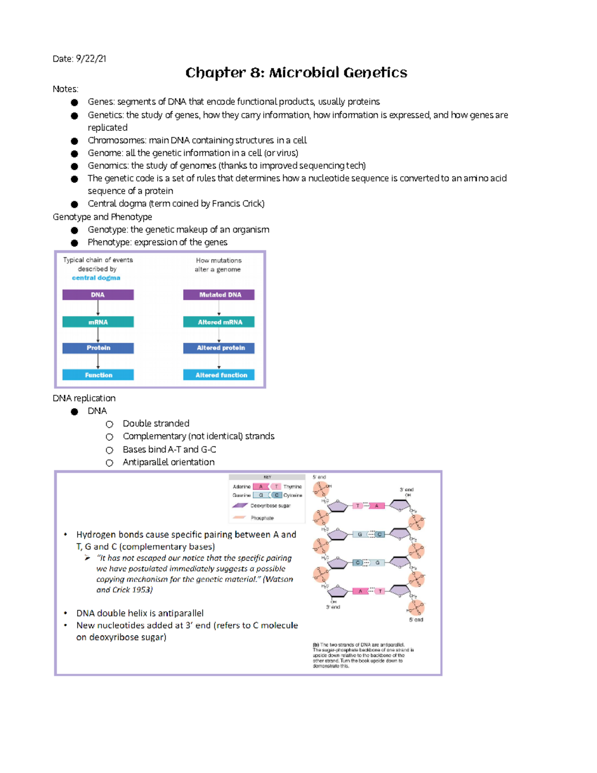 BIO Chapter 8 - DNA, protein synthesis (translation), replication ...