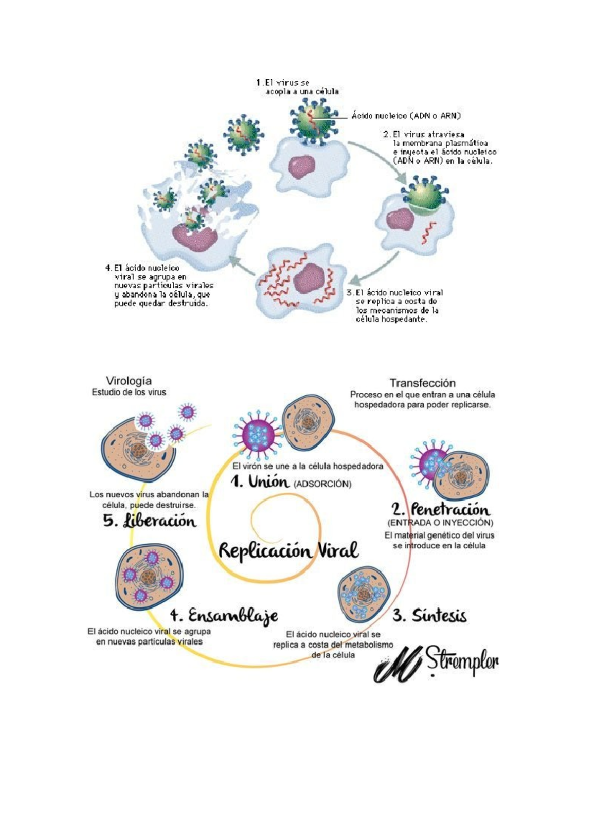 Virología: Proceso de Transfección y Replicación Viral - Studocu