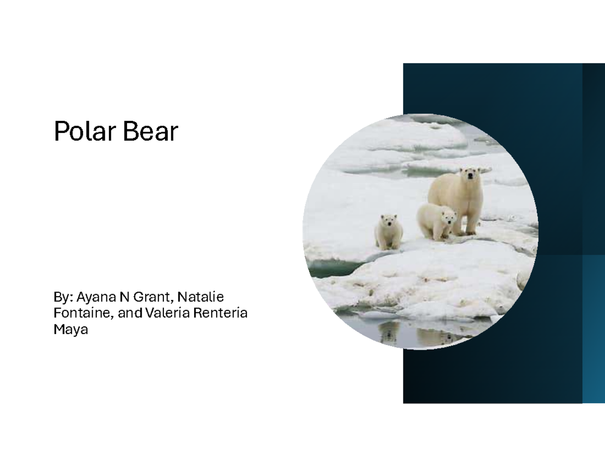 Polar bear conservation: Human impact and environmental risks - Studocu