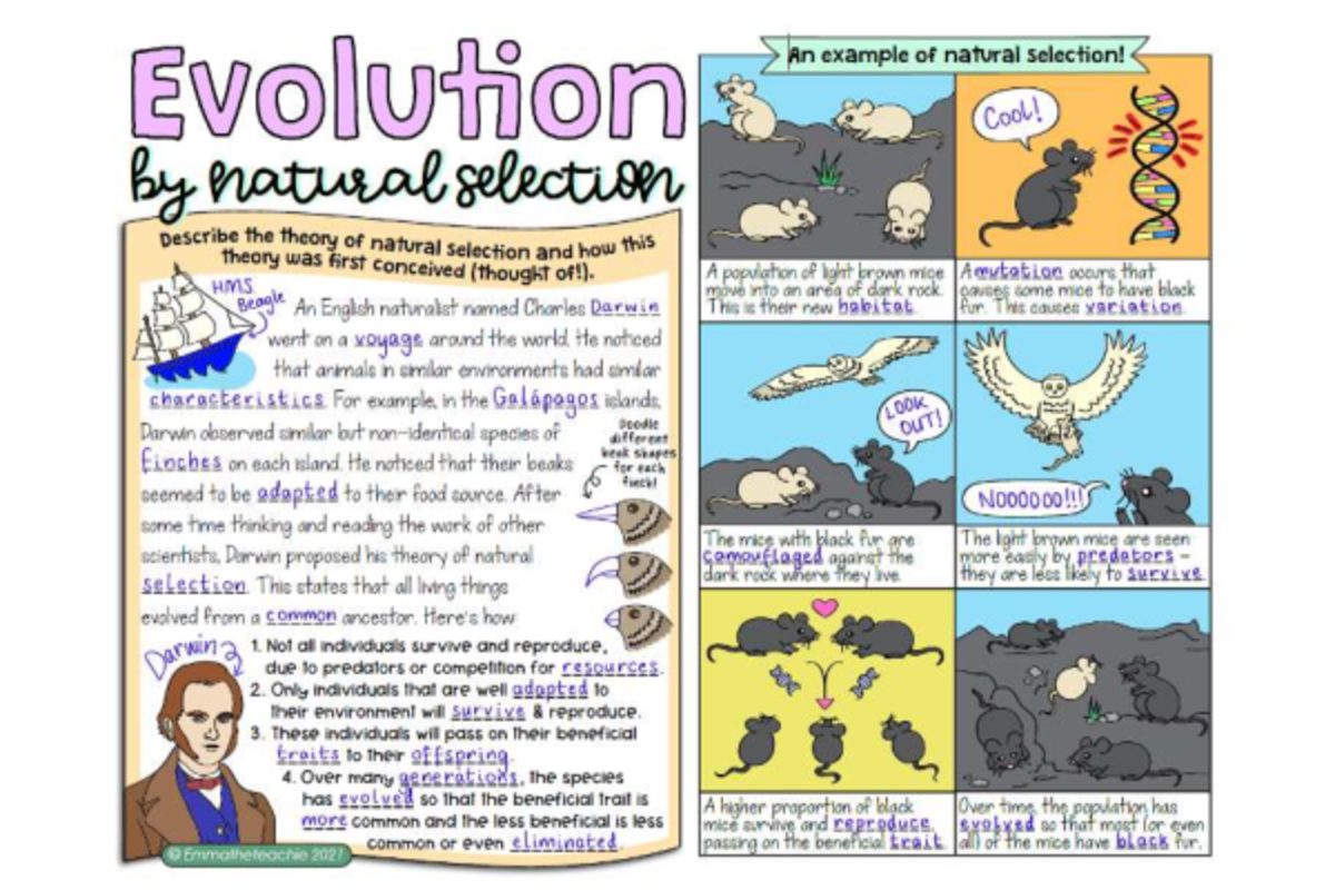 Evolution and Natural Selection: Insights from Darwin's Theory - Studocu