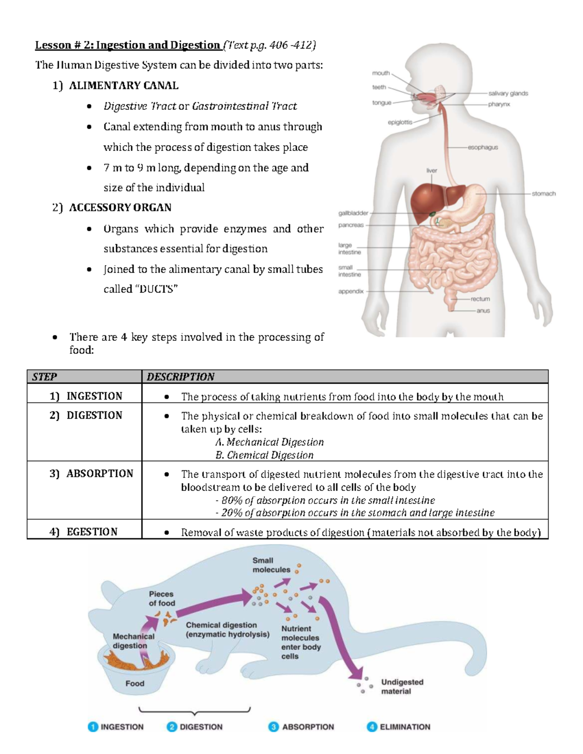Lesson 2: Ingestion and Digestion Overview (Human Digestive System ...