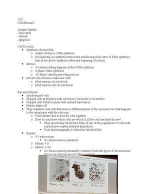 Genetics chpt 7 notes - Genetics Chapter Anatomy and Function of a Gene ...