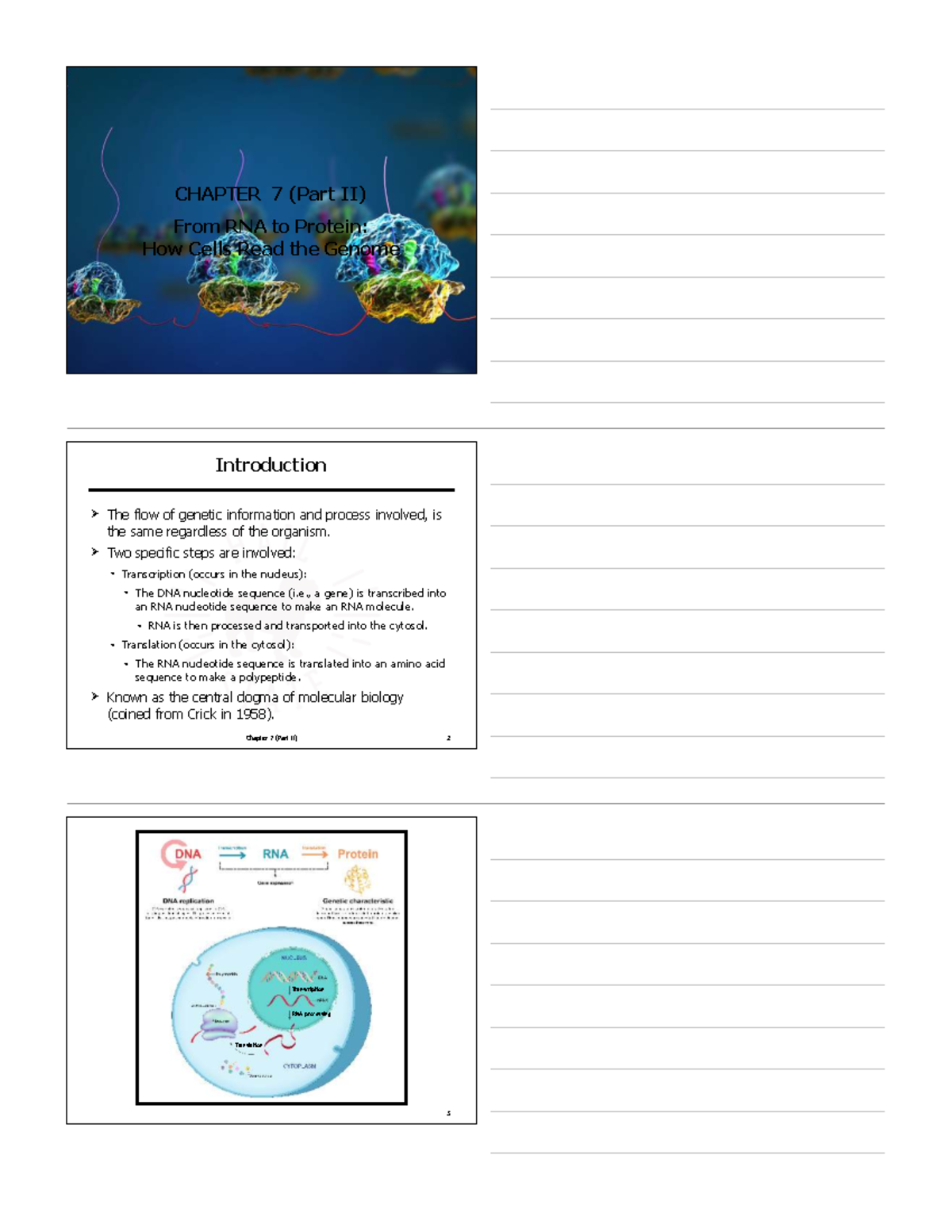 Chapter 7 (Part II): From RNA to Protein - Studocu