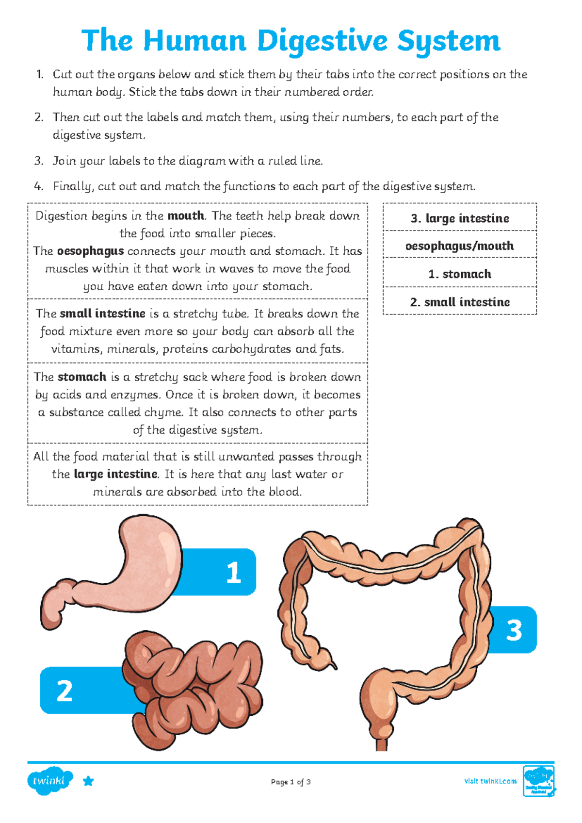 Digestive System Activity Guide for Science (Activity: Organs ...