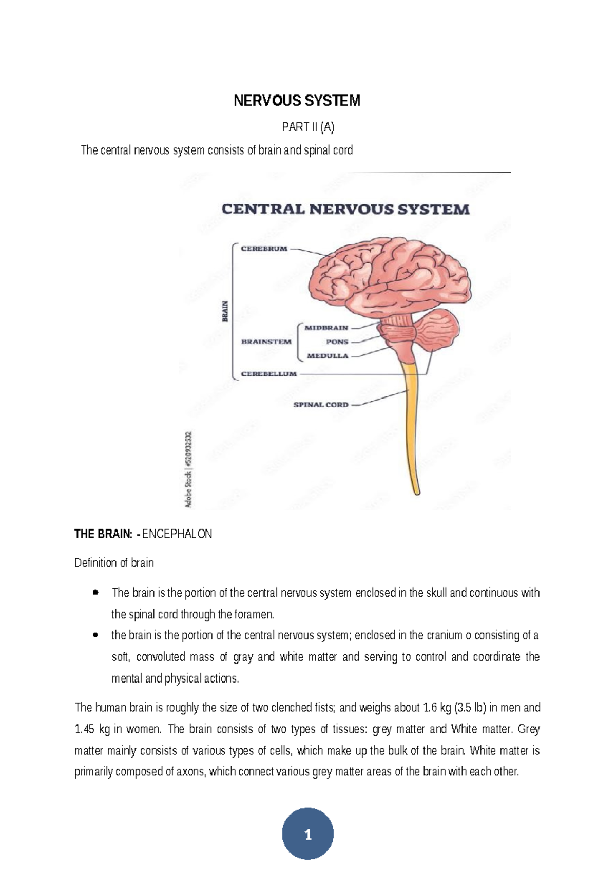 Nervous System Lecture Notes II A: Central Nervous System Overview ...