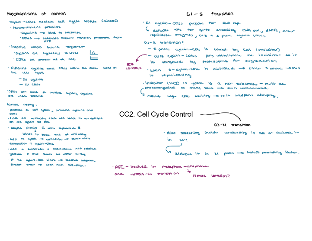 Cell Cycle Control Summary Mindmap (BIOL 101) - Studocu