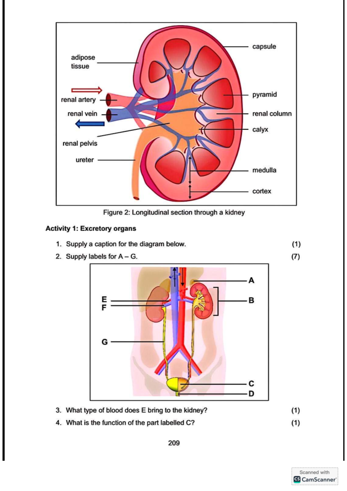 Life Sciences (Excretion) Grade 11: Kidney Structure & Function Qs ...