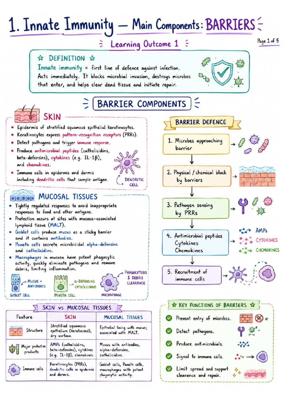 Innate Immunity Overview: Key Components & Mechanisms (Exam Notes ...