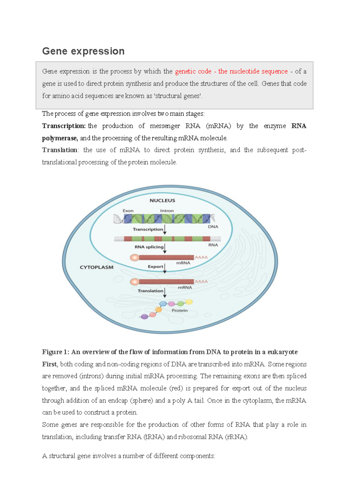 4- Gene Expression: Mechanisms and Processes in Protein Synthesis - Studocu