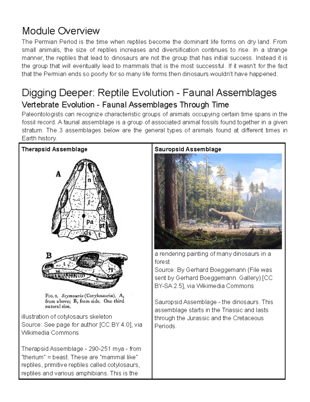 Module 5: The Permian Period and Its Faunal Evolution Insights - Studocu