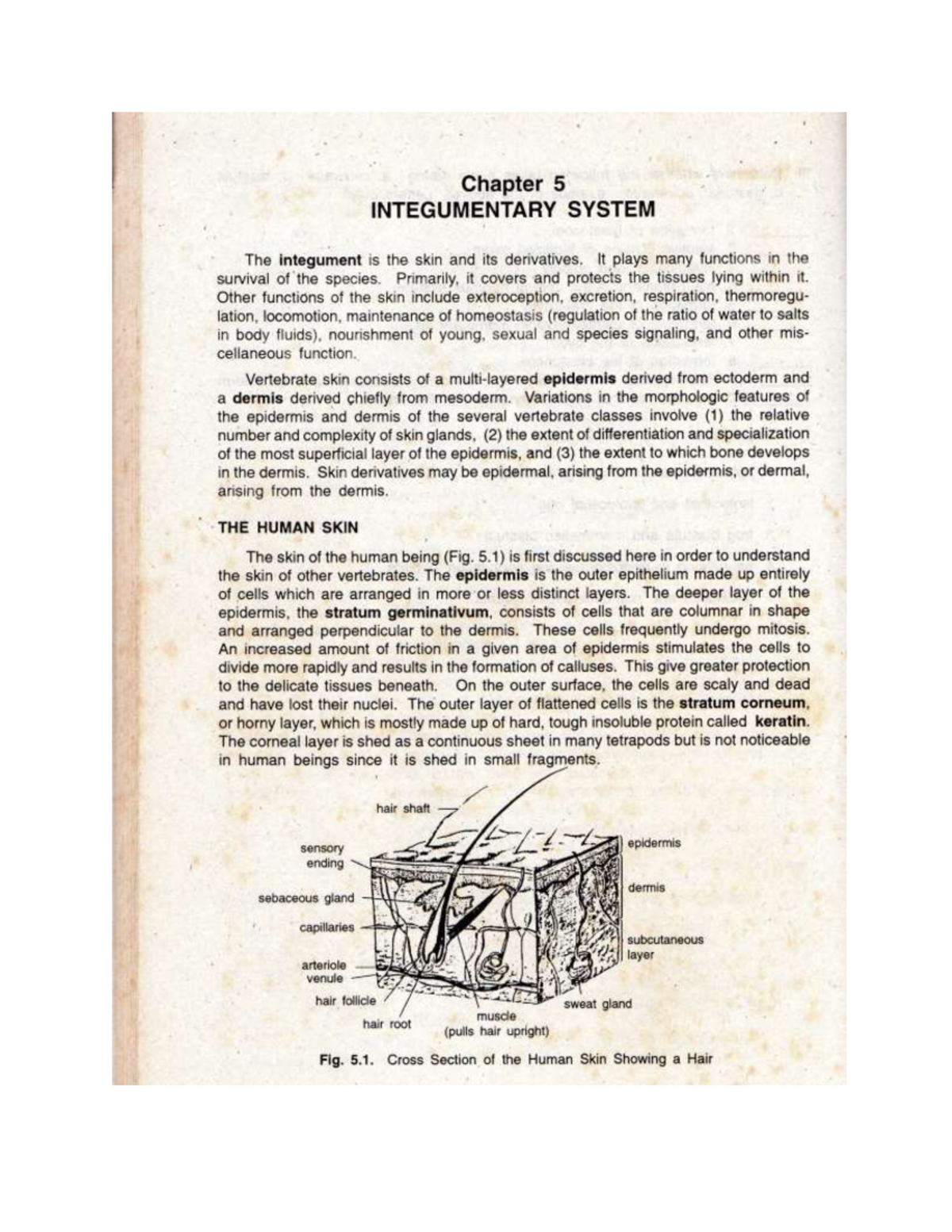 Chapter 5: Integumentary System Overview - INTEG 101 - Studocu