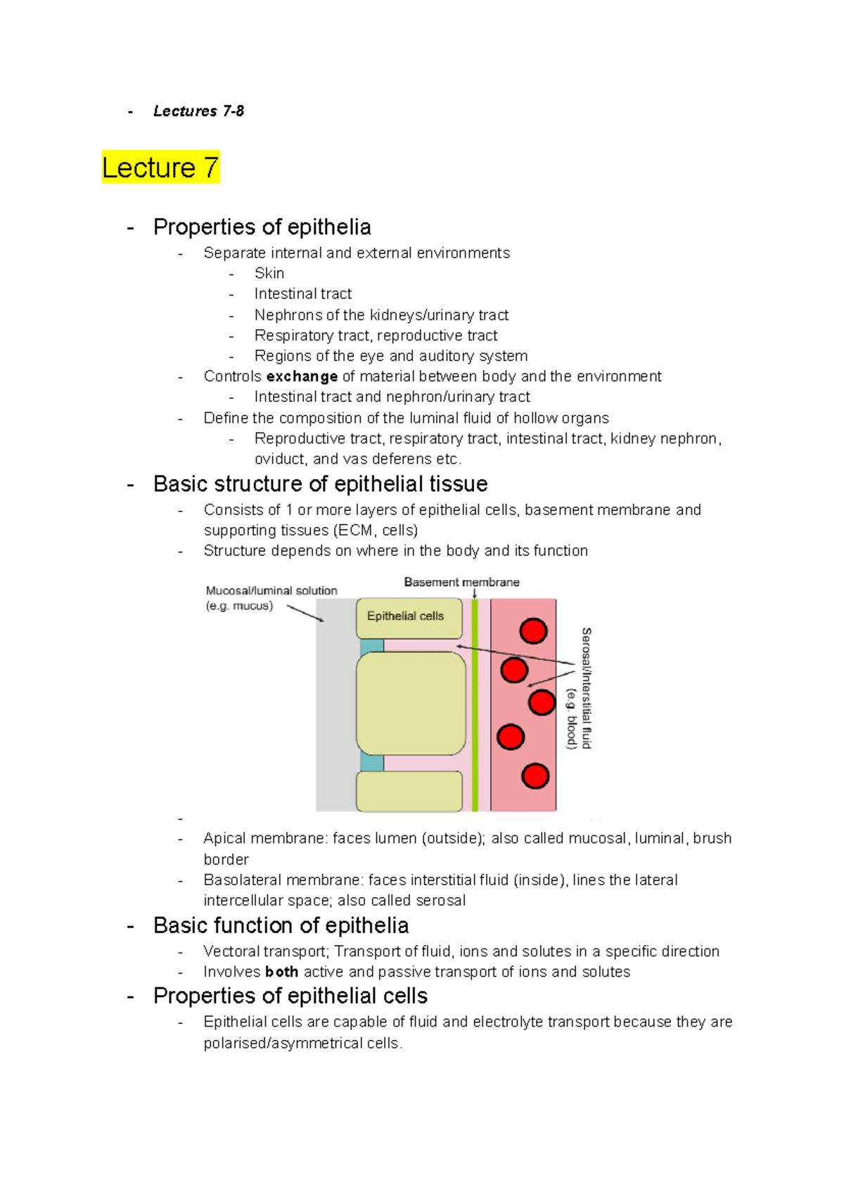 Epithelia Summary Notes for BIO 101: Lecture 7 Insights - Studocu