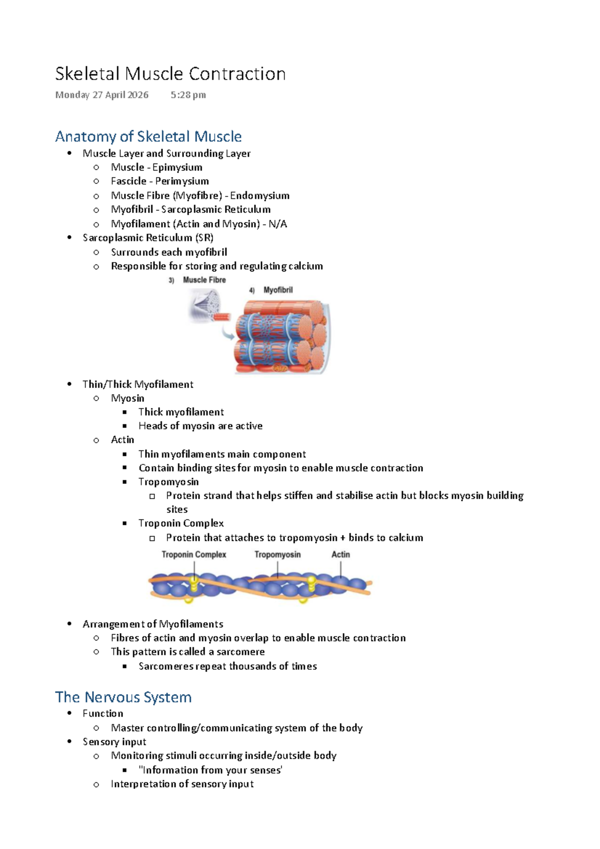 Anatomy of Skeletal Muscle: Structure and Function - Studocu