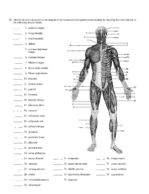 Human Anotomy ( Muscular System) - The muscular system is responsible ...