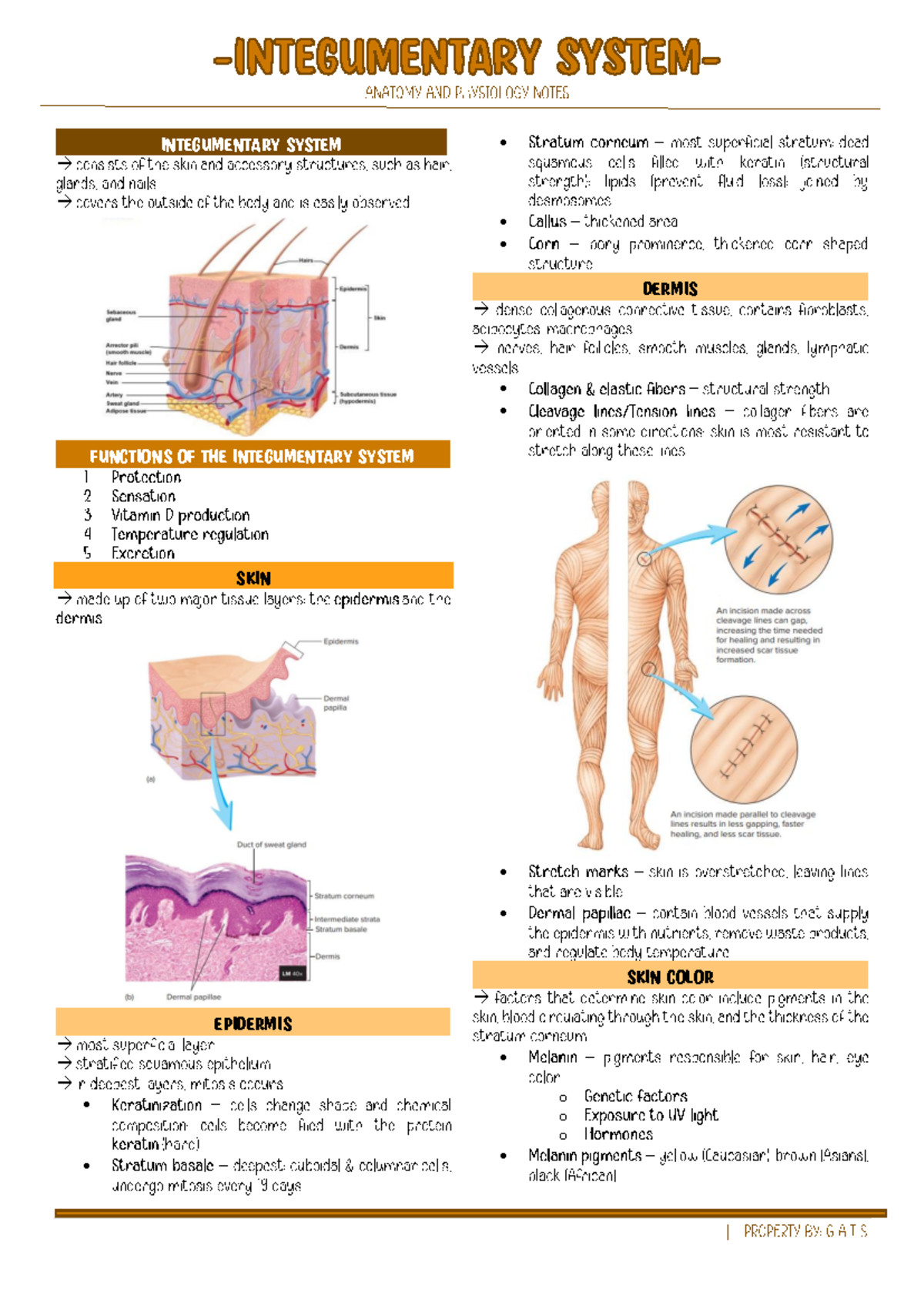 Chapter 4 - anaphy - INTEGUMENTARY SYSTEM → → FUNCTIONS OF THE ...