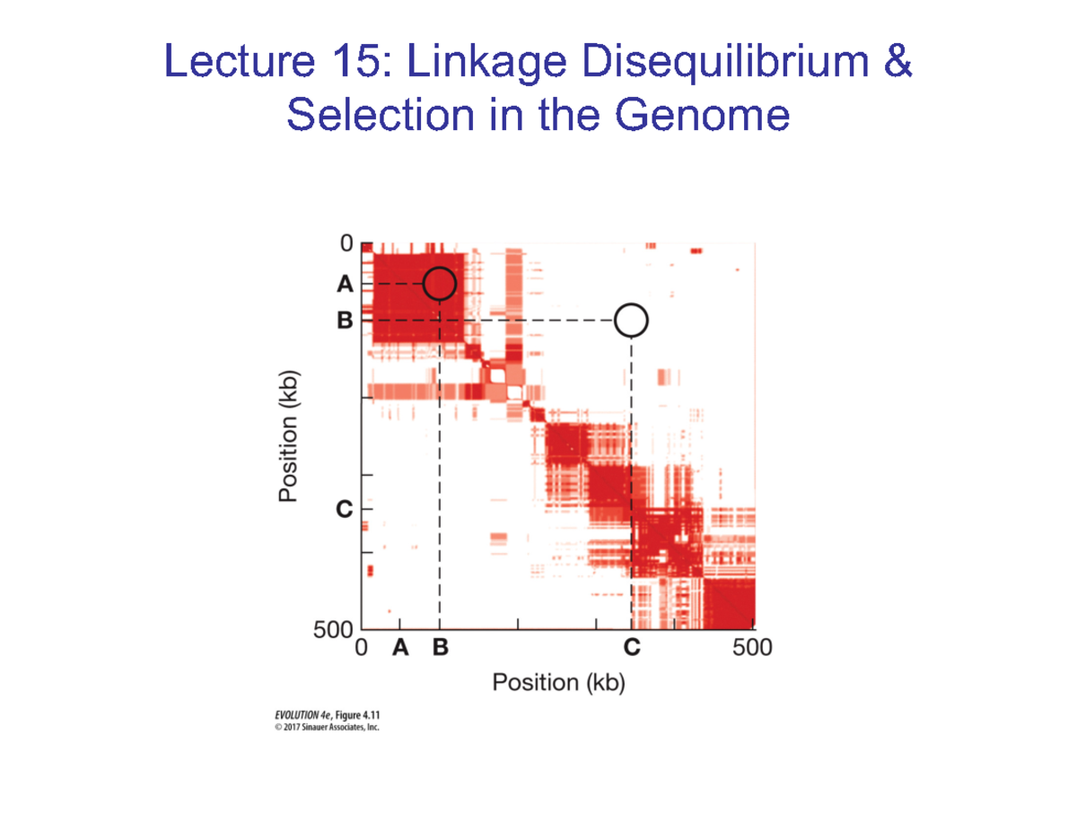 Lecture 15: Linkage Disequilibrium & Selection in the Genome (GBIO 201 ...