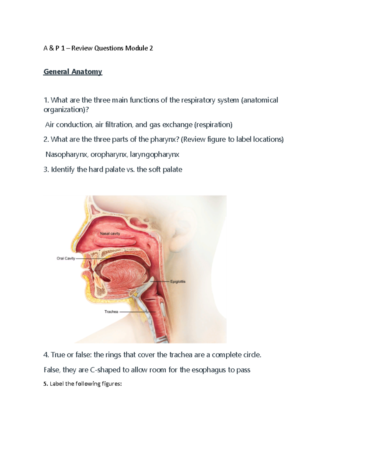 解剖学 1 Anatomy 1 Anatomy and Physiology 101-Chapters 1-3 Study Guide -MSJC
