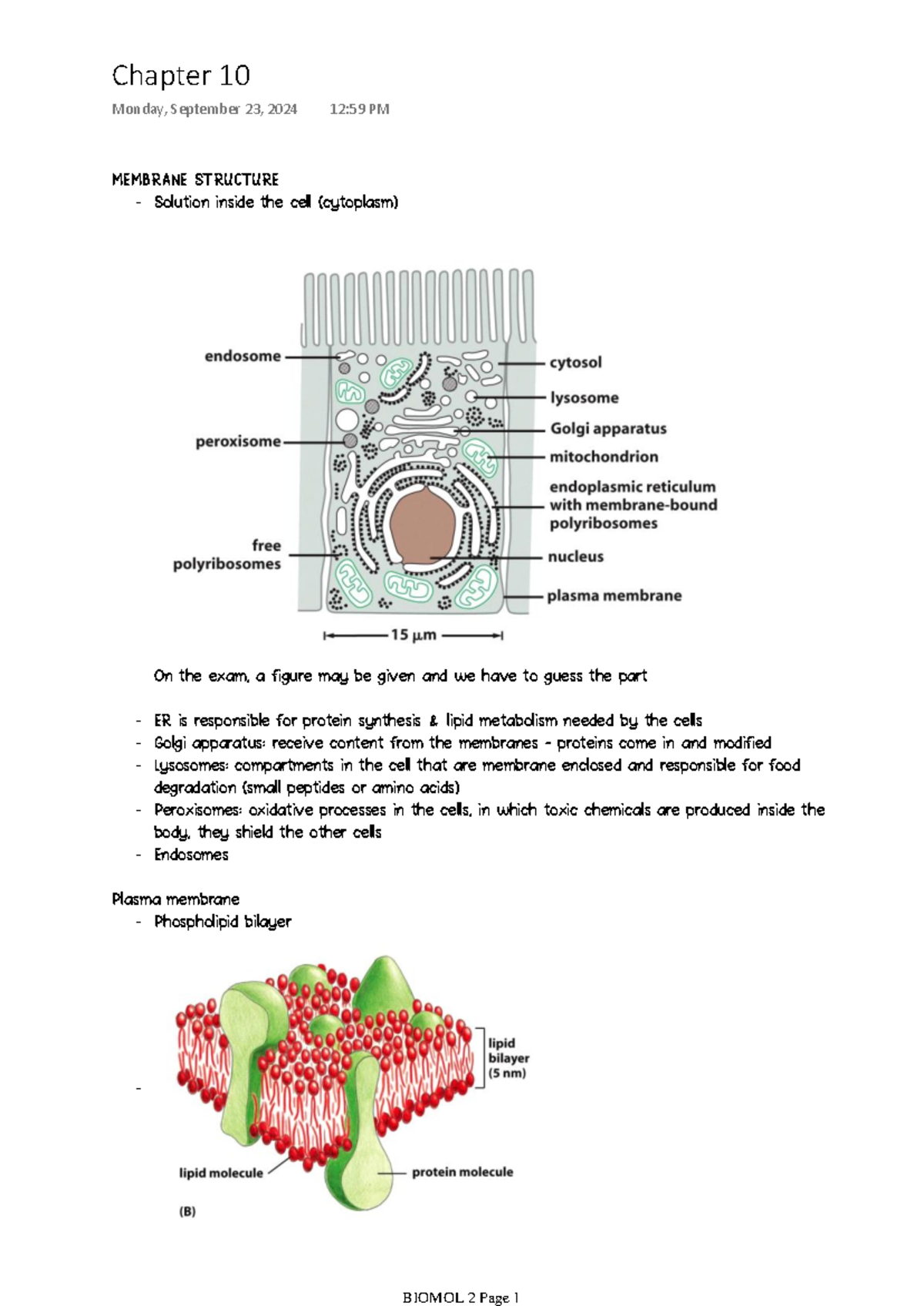 Molecular Biology of The Cell 2: Chapter 10 & 11 Membrane Structure and ...