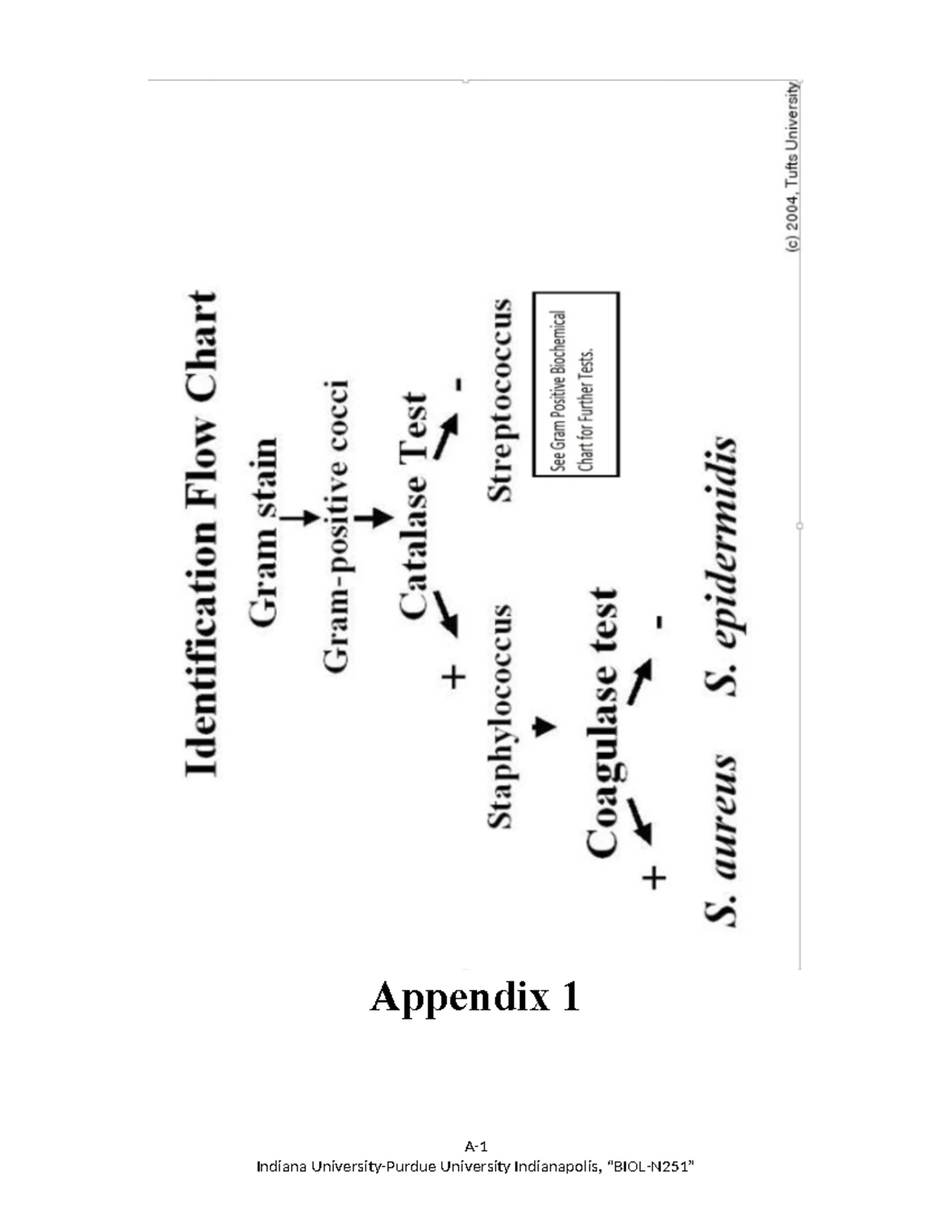 Appendix 2 Micro - Lab flow charts - GRAM NEGATIVE ROD FLOWCHART Gram ...