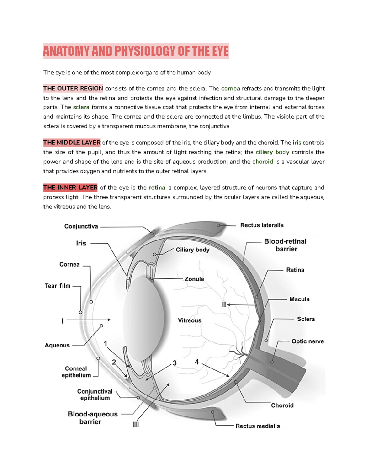 PO Anaphy: Anatomy of the Eye & Eye Tunics Assignment - Studocu