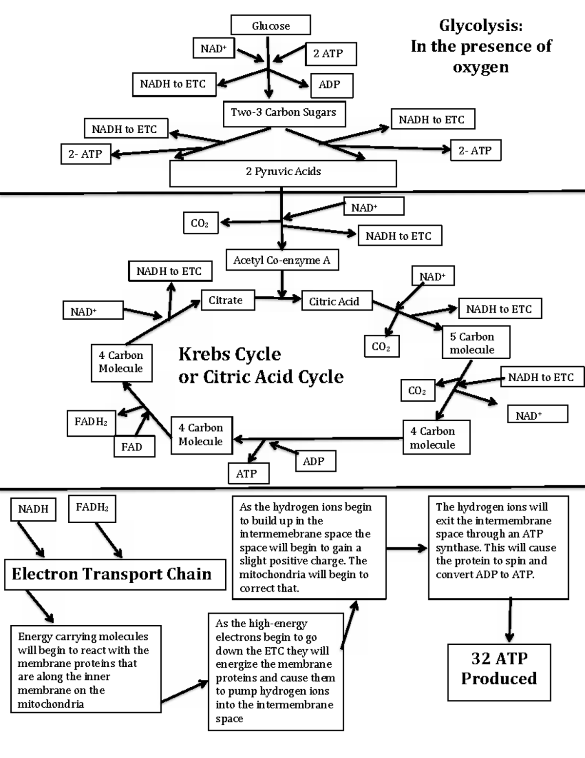Glycolysis, Krebs Cycle & ETC Overview: ATP Production Explained - Studocu