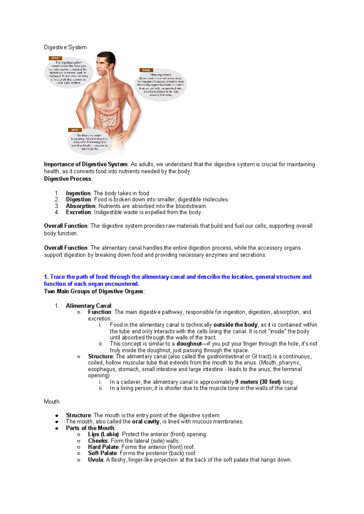 Digestive System Overview: Functions, Processes, and Key Organs - Studocu