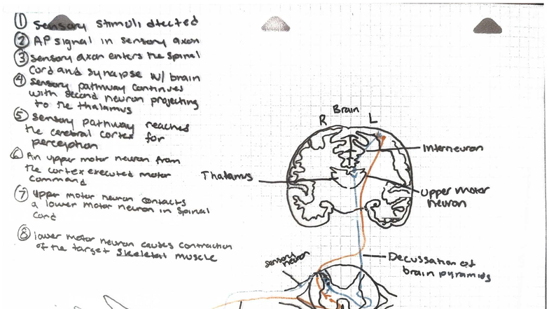 EB6A - External Brain Assignment Overview and Insights - Studocu