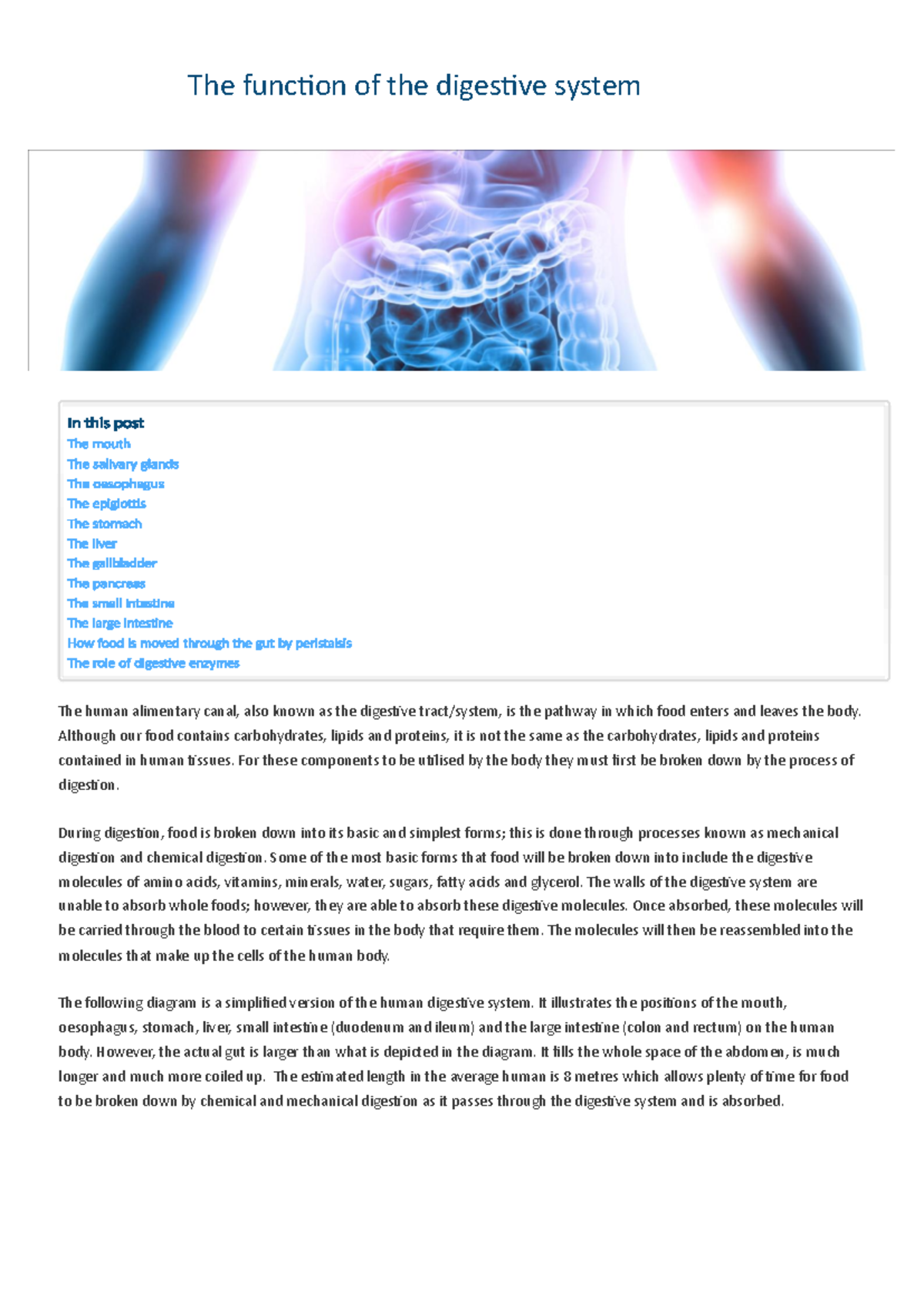 Digestive System Functions: Mouth, Stomach, Pancreas & Intestines - Studocu