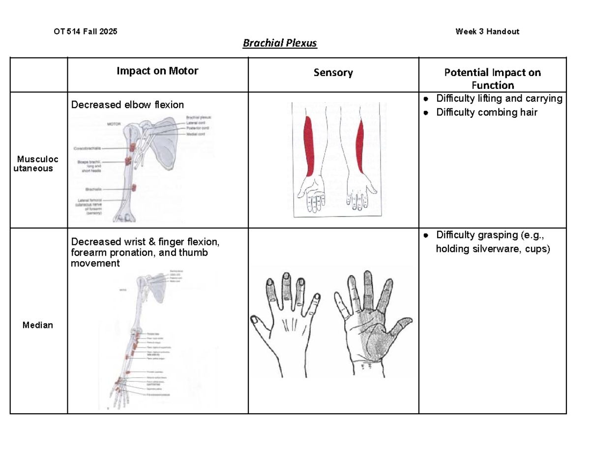 OT 514 Fall 2025 Week 3 Handout: Brachial Plexus Overview & Function ...