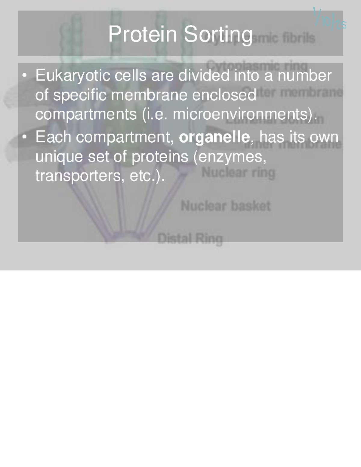 Protein Sorting in Eukaryotic Cells: Chapter 12 Overview - Studocu
