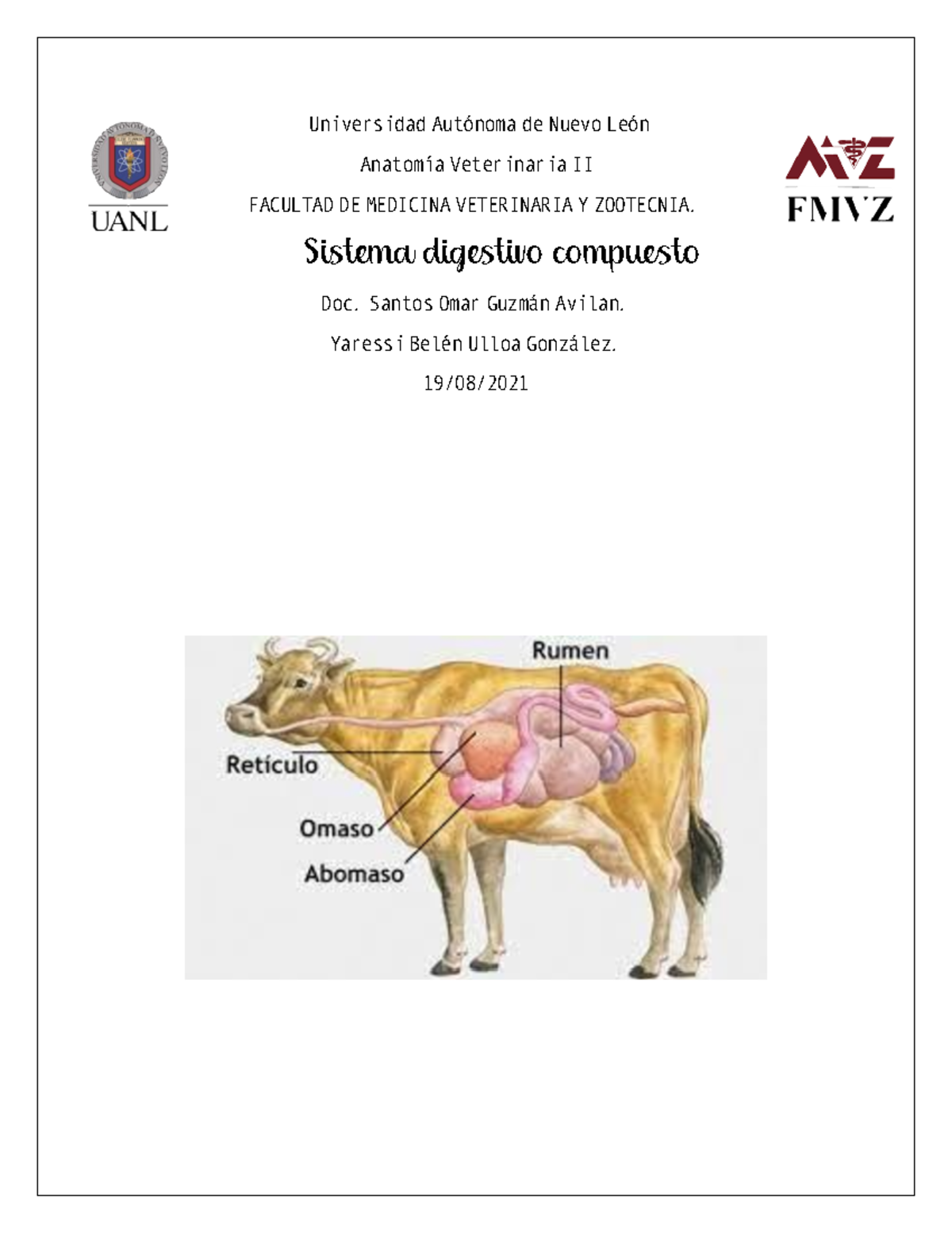 Sistema Digestivo Rumiantes: Rumen, Retículo, Omaso y Abomaso - Studocu